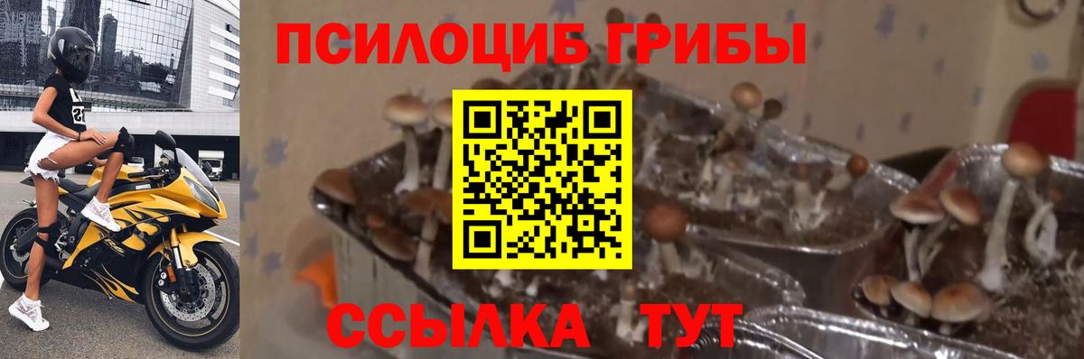 Псилоцибиновые грибы мицелий  Вход с VPN  Вичуга 